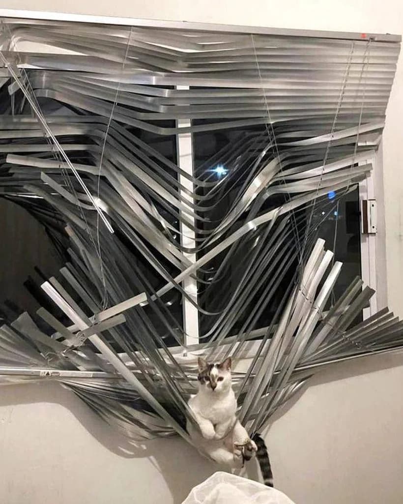 A cat photographed at home