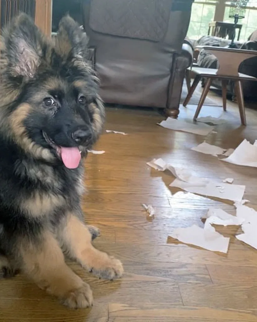 A German shepherd puppy surrounded by shredded paper