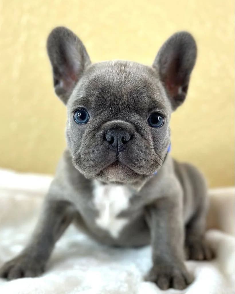 A grey French bulldog puppy with blue eyes
