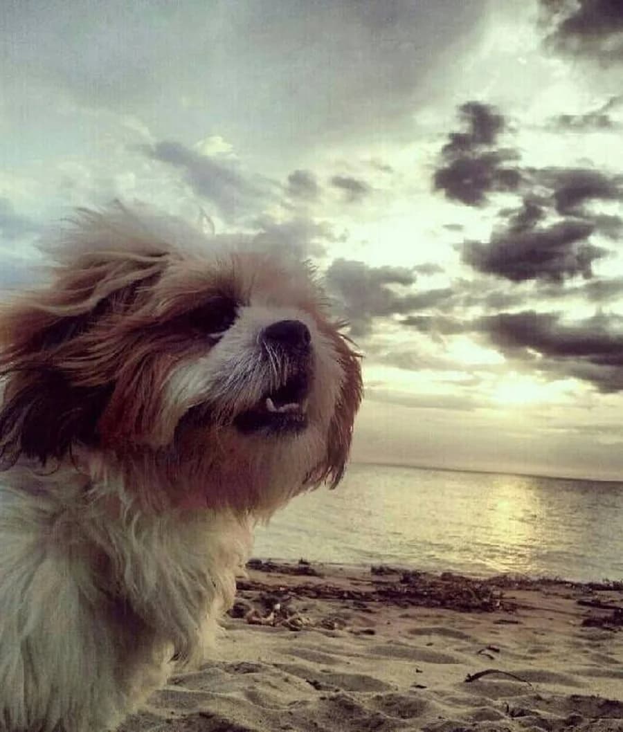 A shaggy little dog on a beach at sunset, fur blown back by the wind